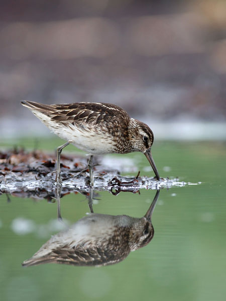 Jänkäsirriäinen, Broad-billed Sandpiper, Calidris falcinellus